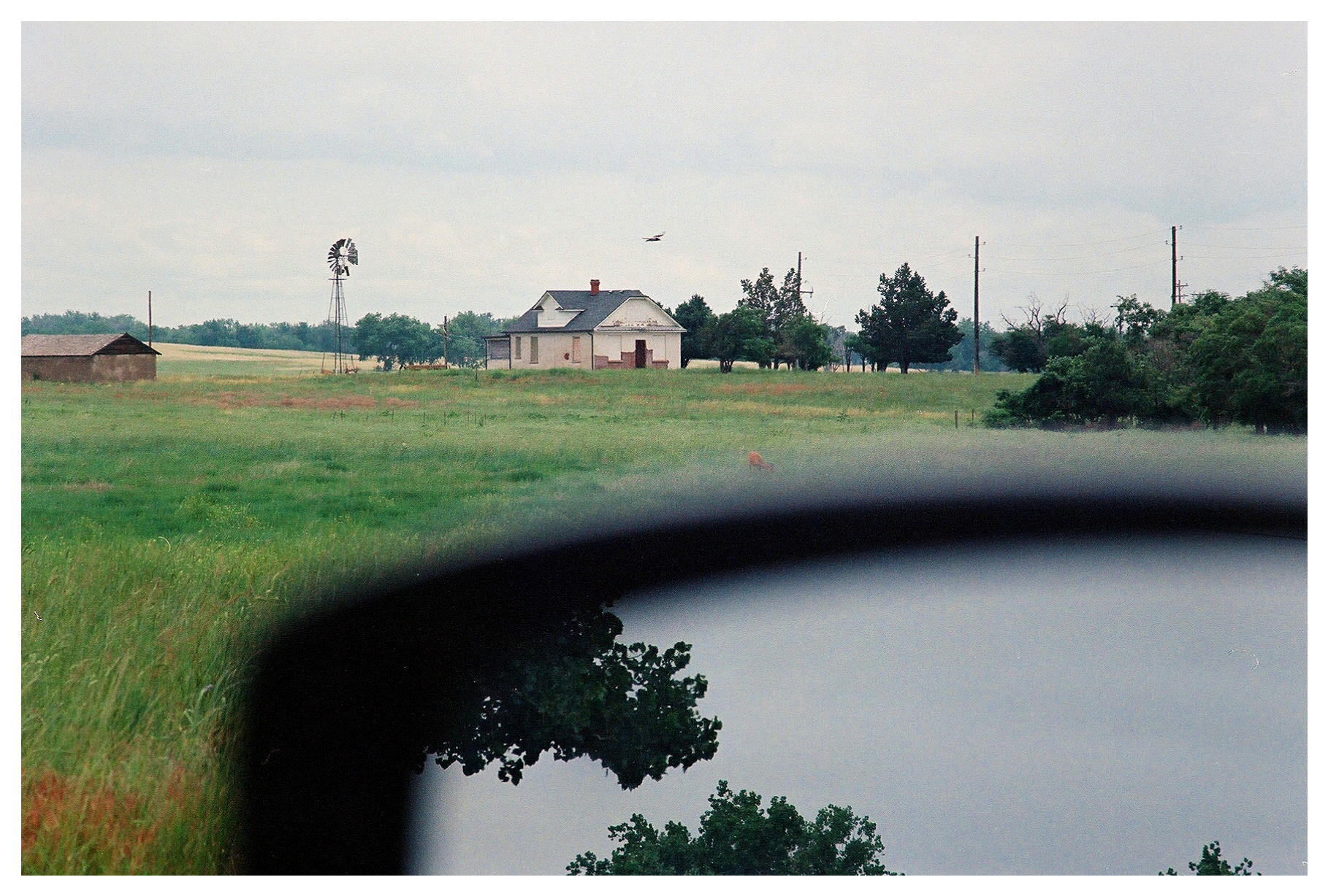 Deer in a field with a bird flying nearby